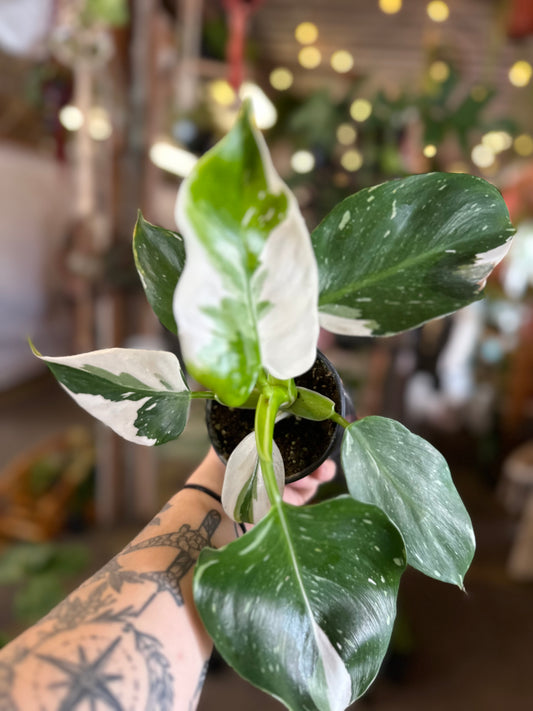 Philodendron 'Punctata'