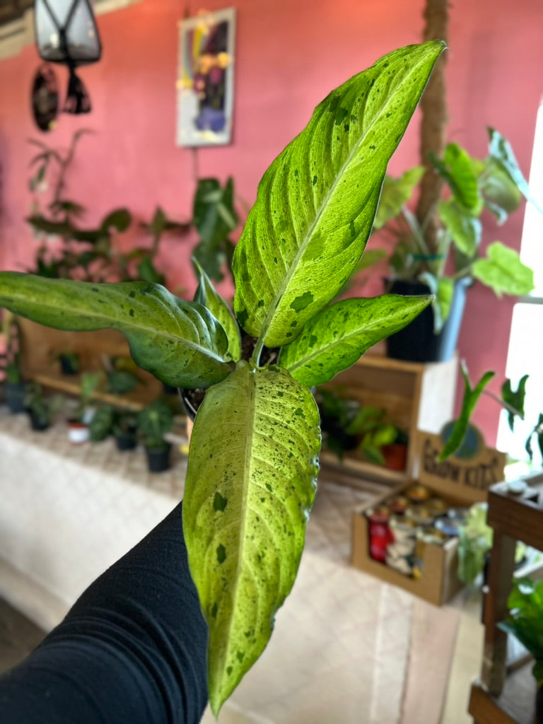 Dieffenbachia 'Camouflage'