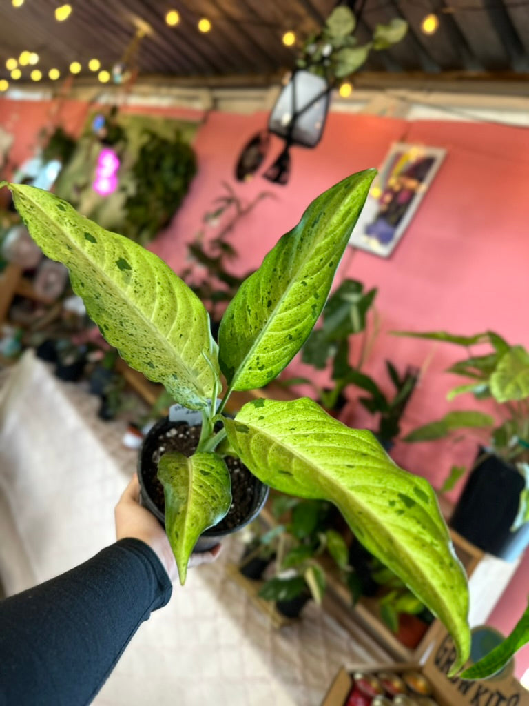 Dieffenbachia 'Camouflage'