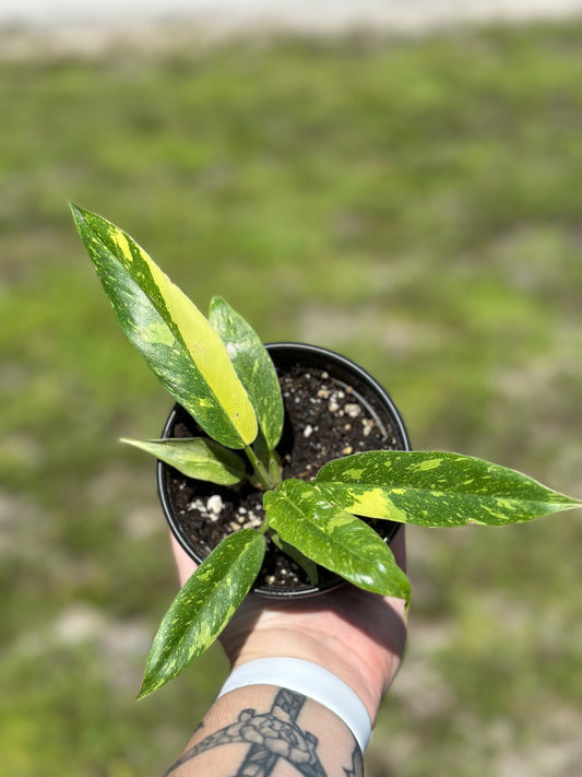 Philodendron 'Ring of Fire'