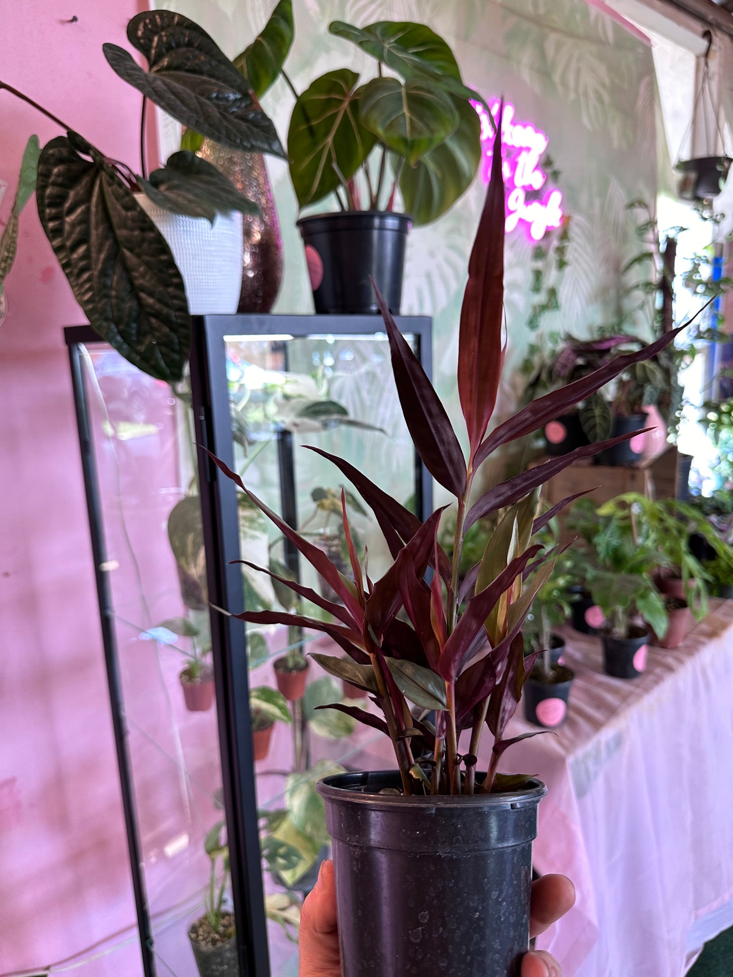 Alpinia 'Red Rubin'