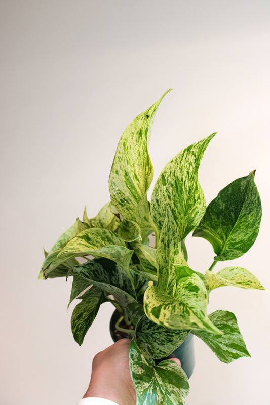 Pothos 'Marble Queen'