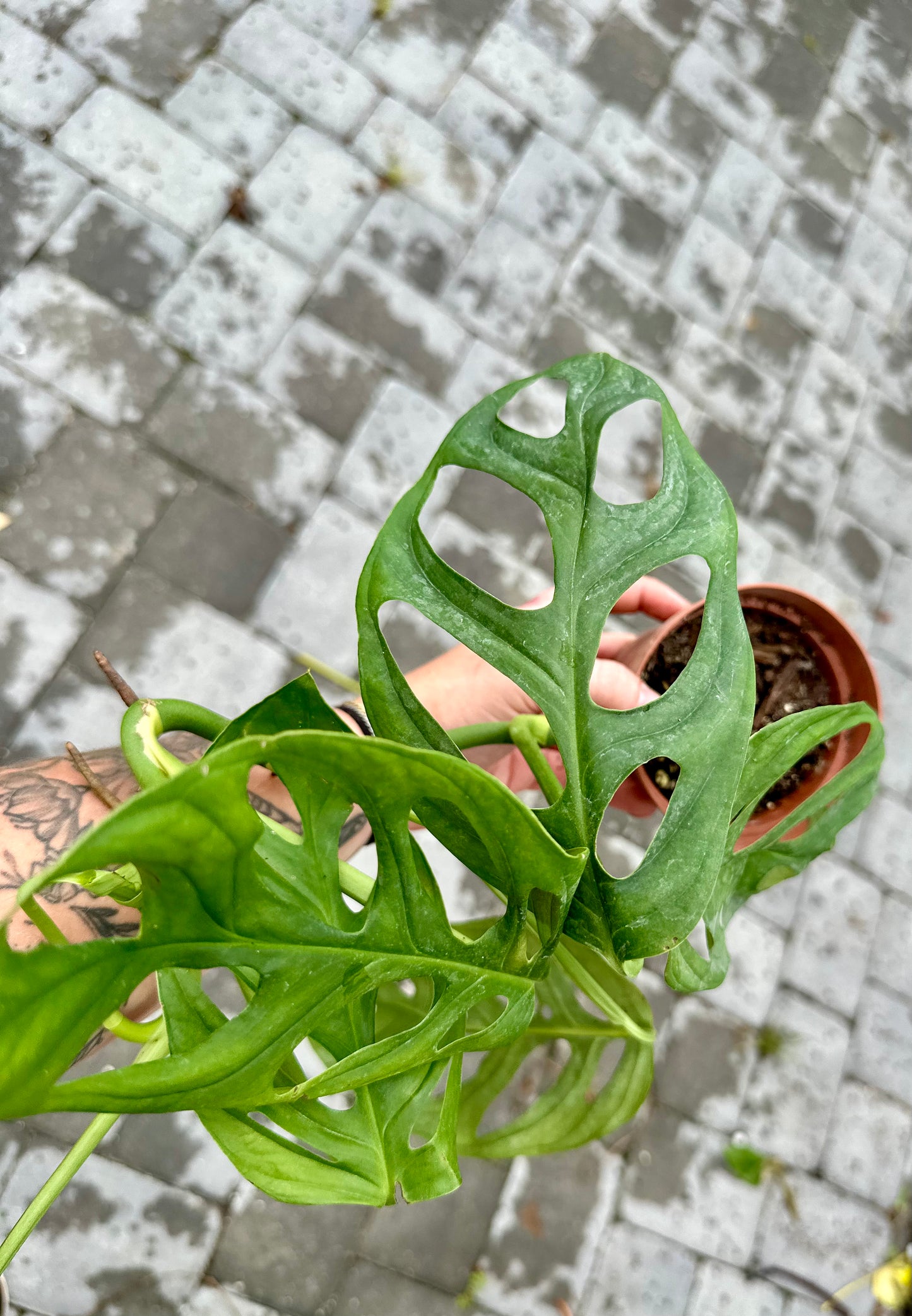 Monstera 'False Epipremnoides'