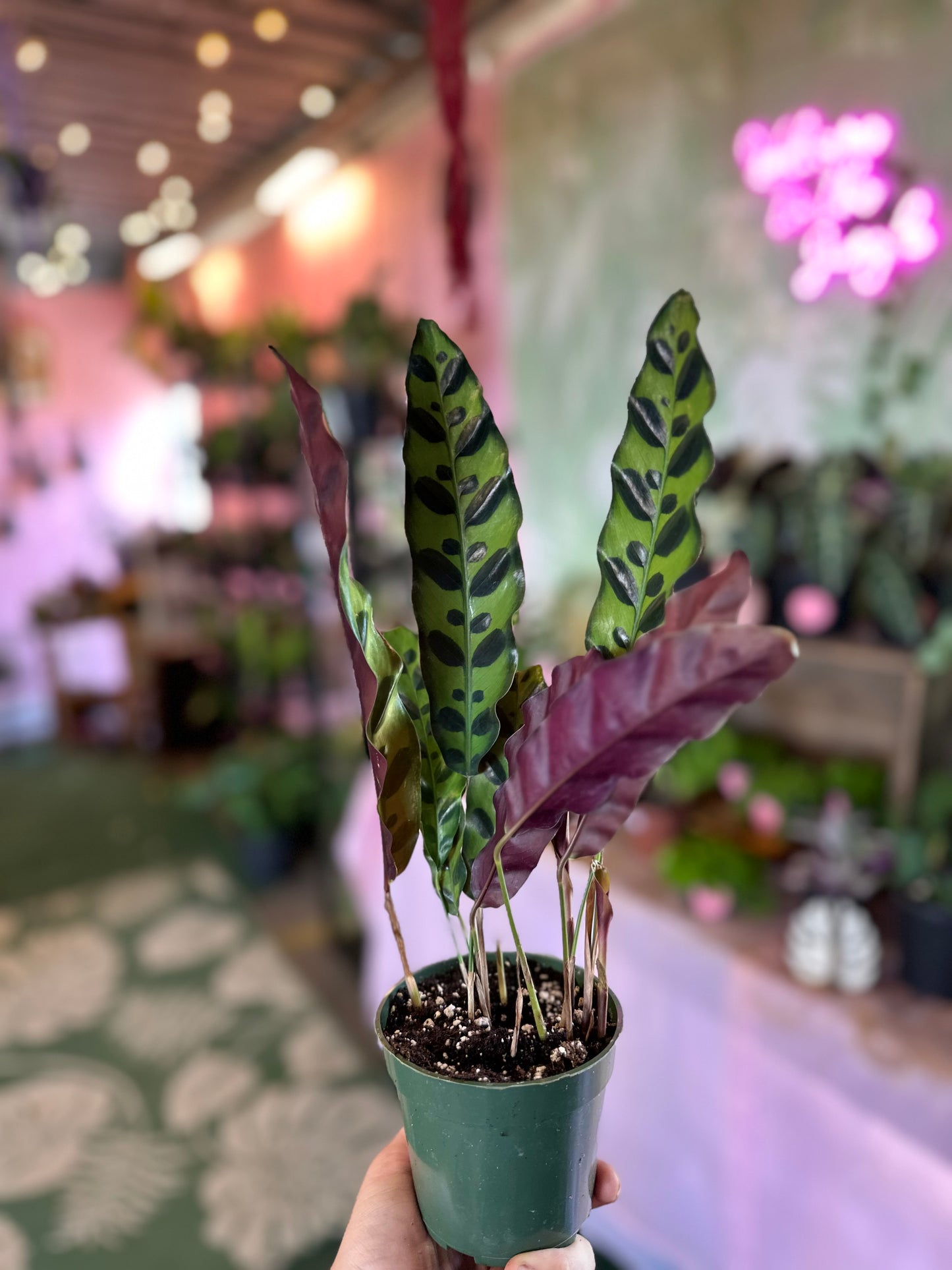 Calathea 'Rattlesnake'