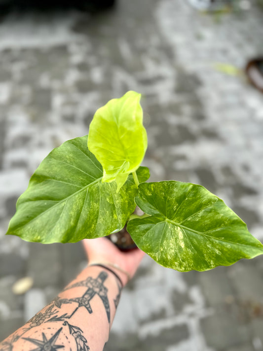 Alocasia 'Odora Aurea'