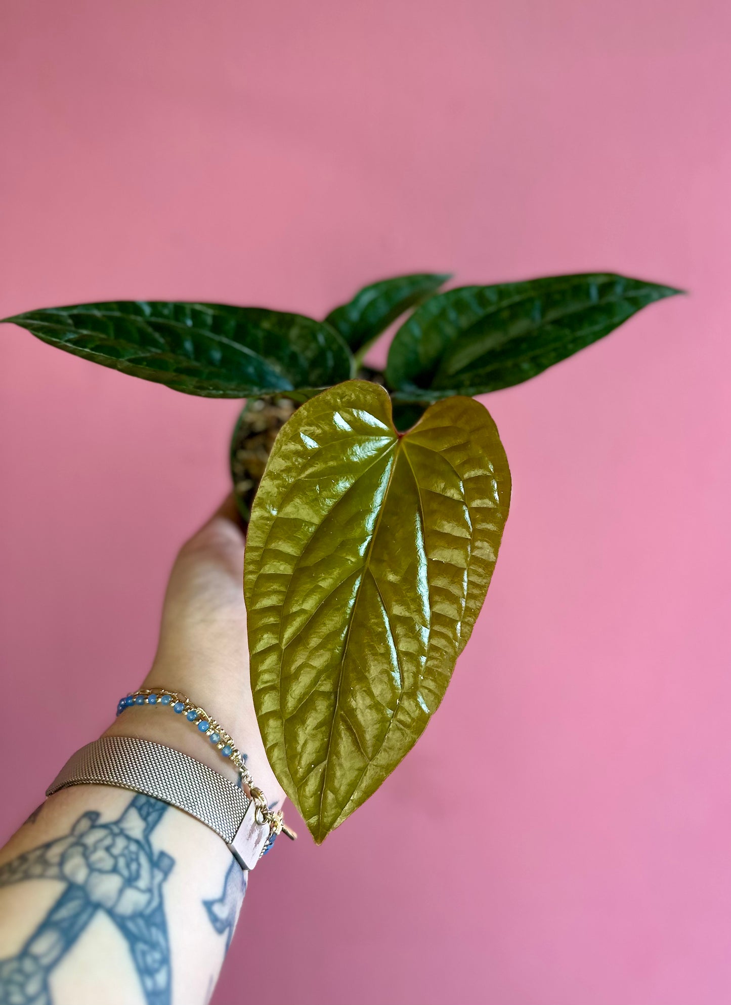 Anthurium 'Radicans x Luxurians'