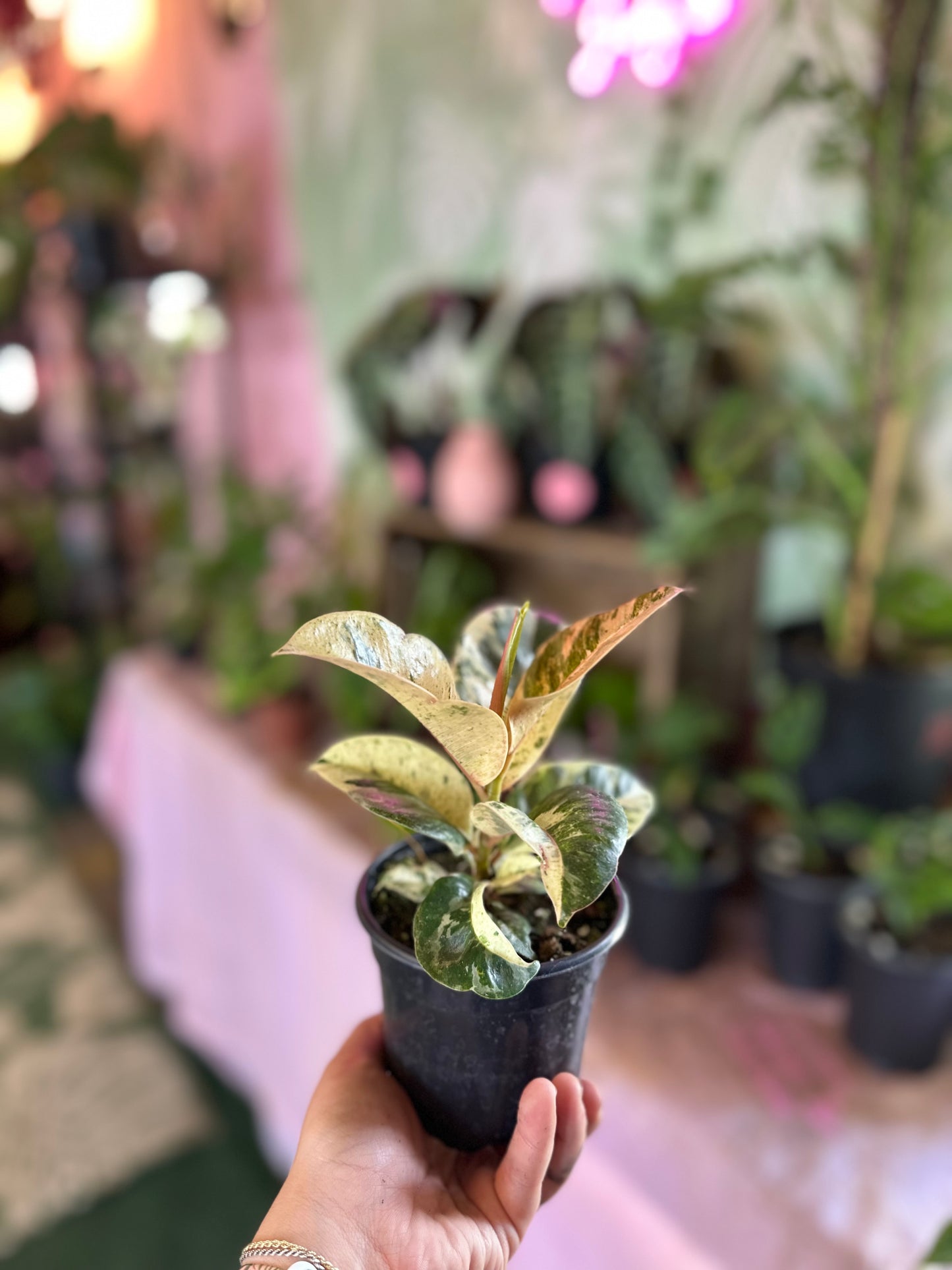 Ficus Shivereana 'Moonshine'