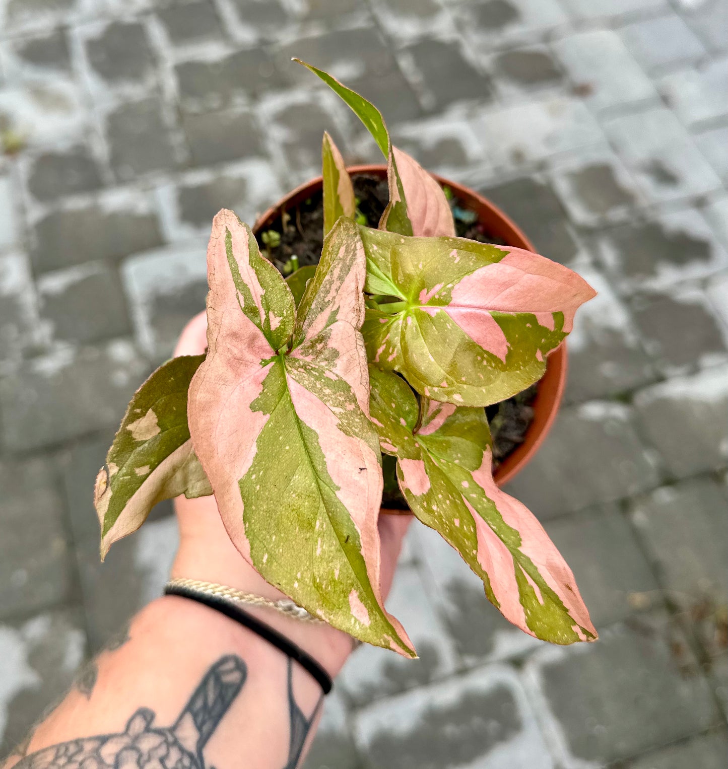 Syngonium 'Pink Splash'