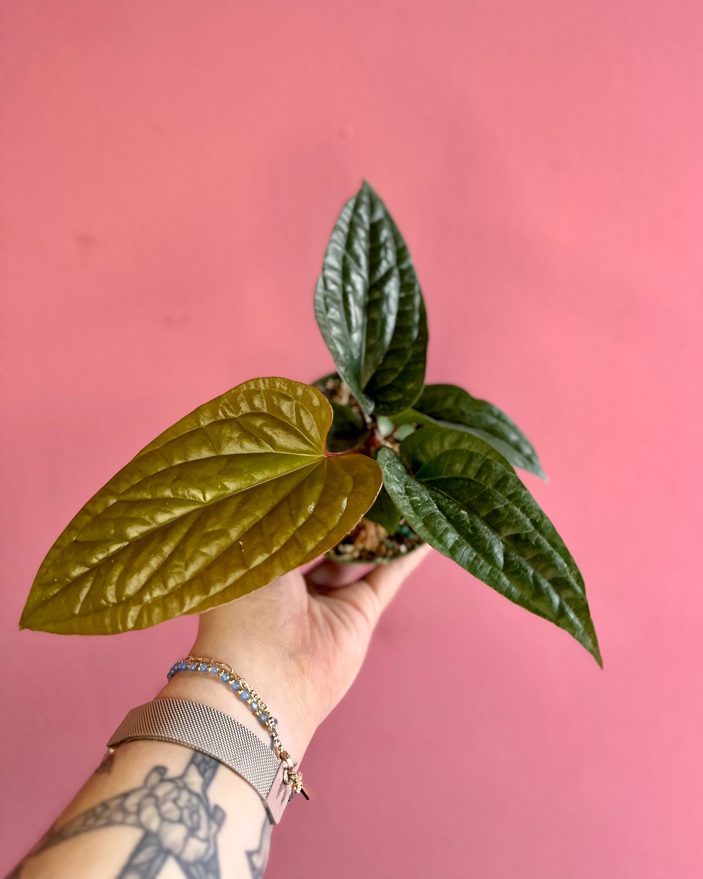 Anthurium 'Radicans x Luxurians'