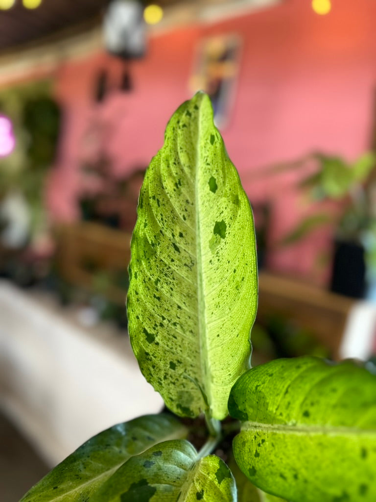 Dieffenbachia 'Camouflage'