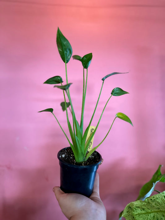 Alocasia 'Tiny Dancer'