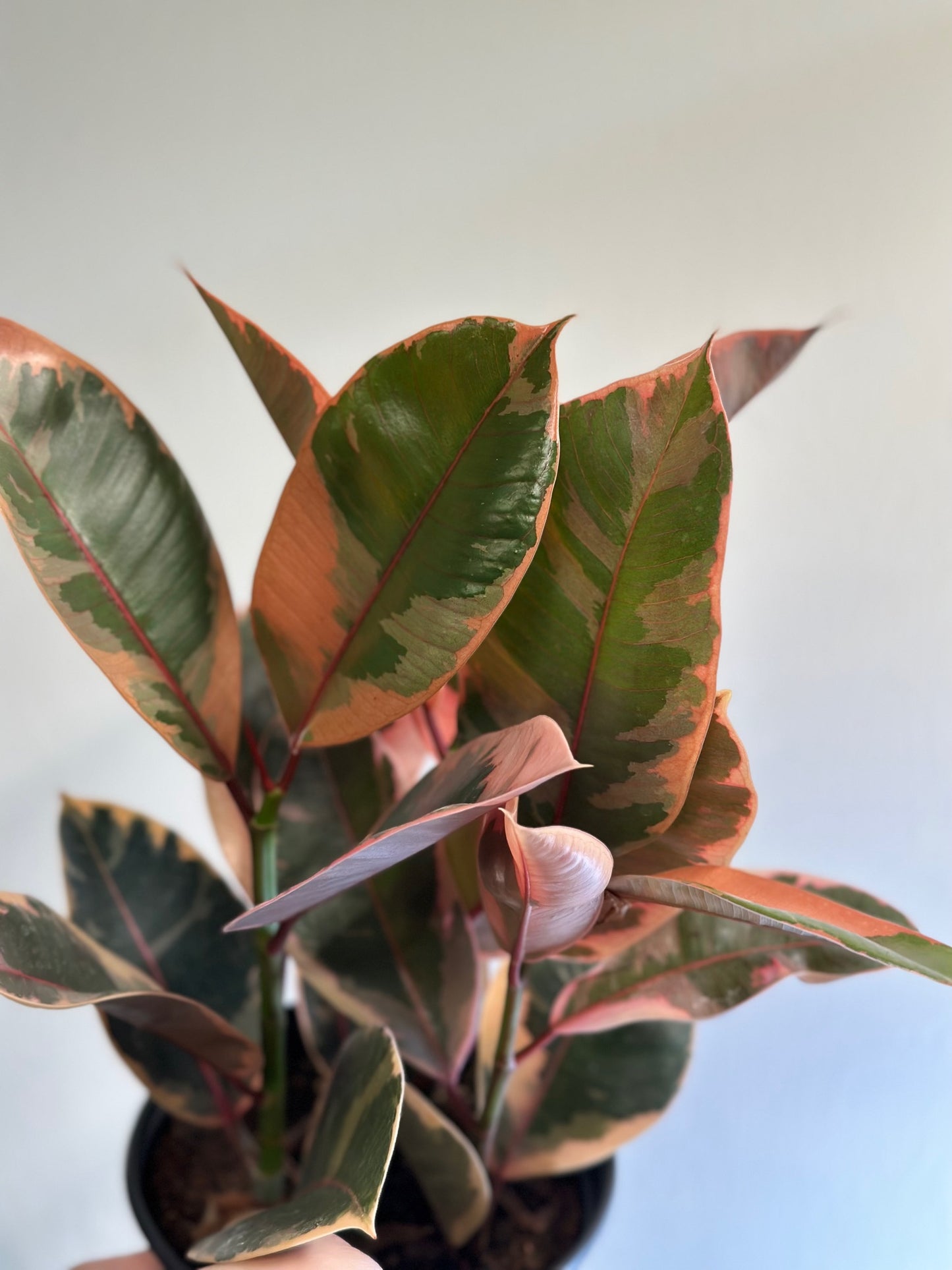 Ficus 'Ruby' Pink Rubber Tree