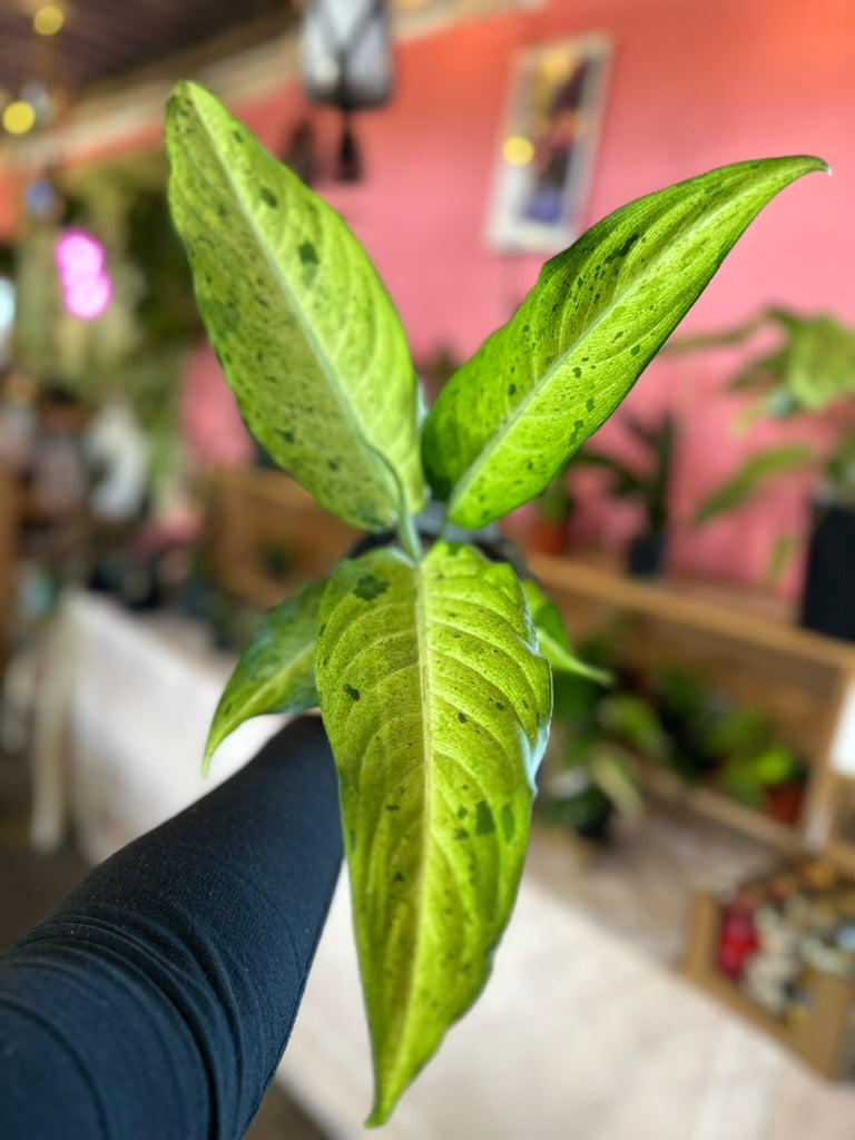 Dieffenbachia 'Camouflage'