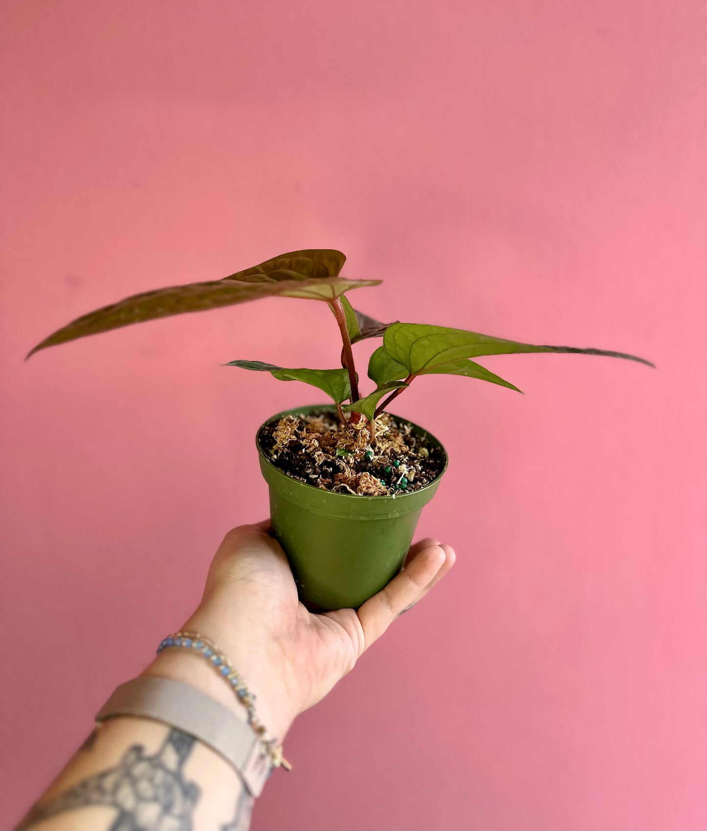 Anthurium 'Radicans x Luxurians'