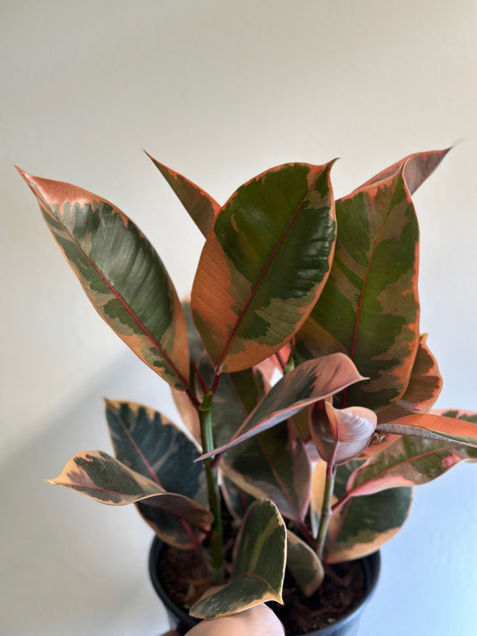 Ficus 'Ruby' Pink Rubber Tree