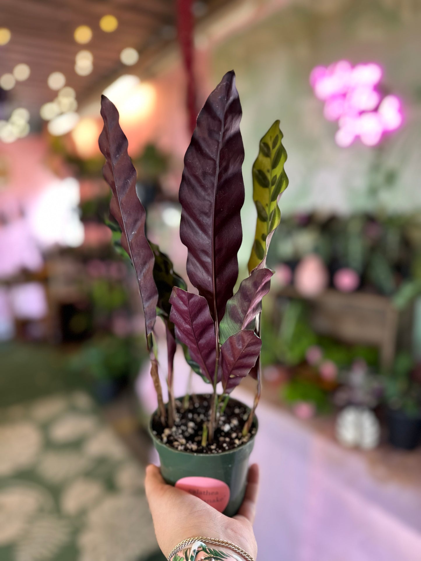 Calathea 'Rattlesnake'