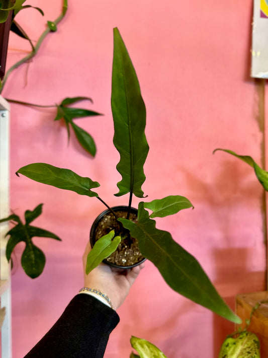 Alocasia 'Lauterbachiana' Purple Sword