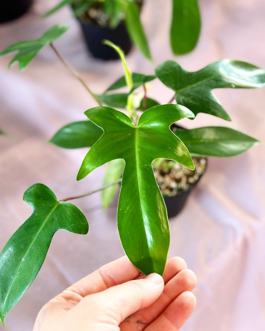 Philodendron 'Florida Green'