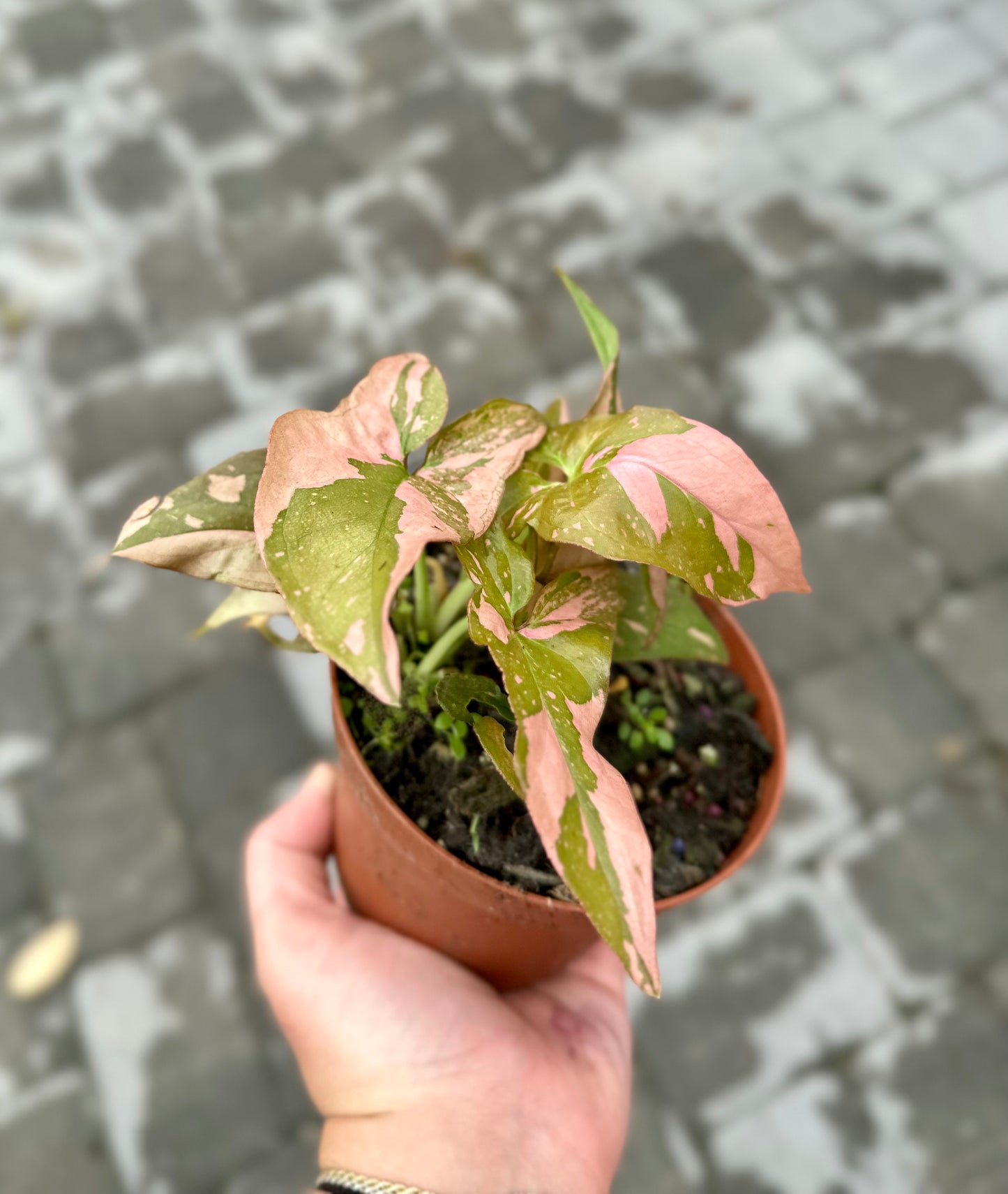 Syngonium 'Pink Splash'