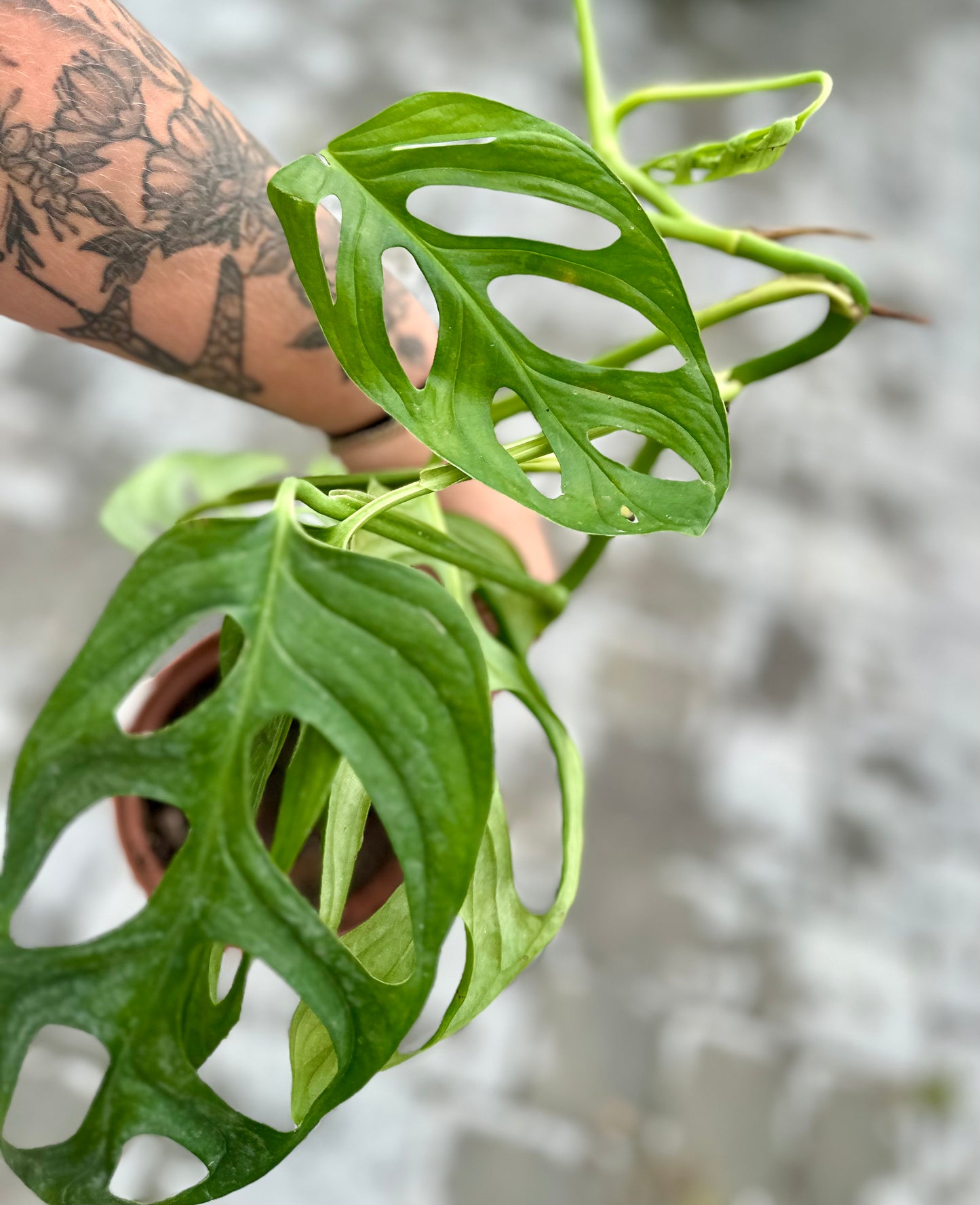 Monstera 'False Epipremnoides'