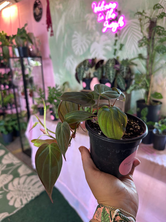 Philodendron 'Micans'