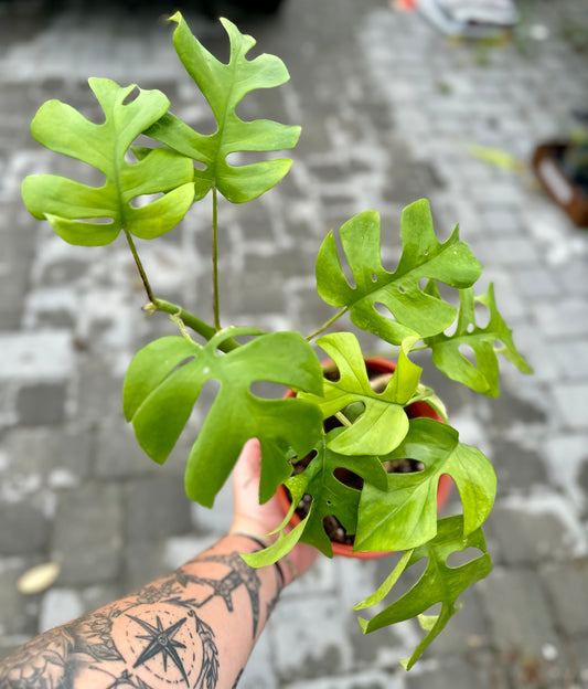 Rhaphidophora Tetrasperma 'Mini Monstera'