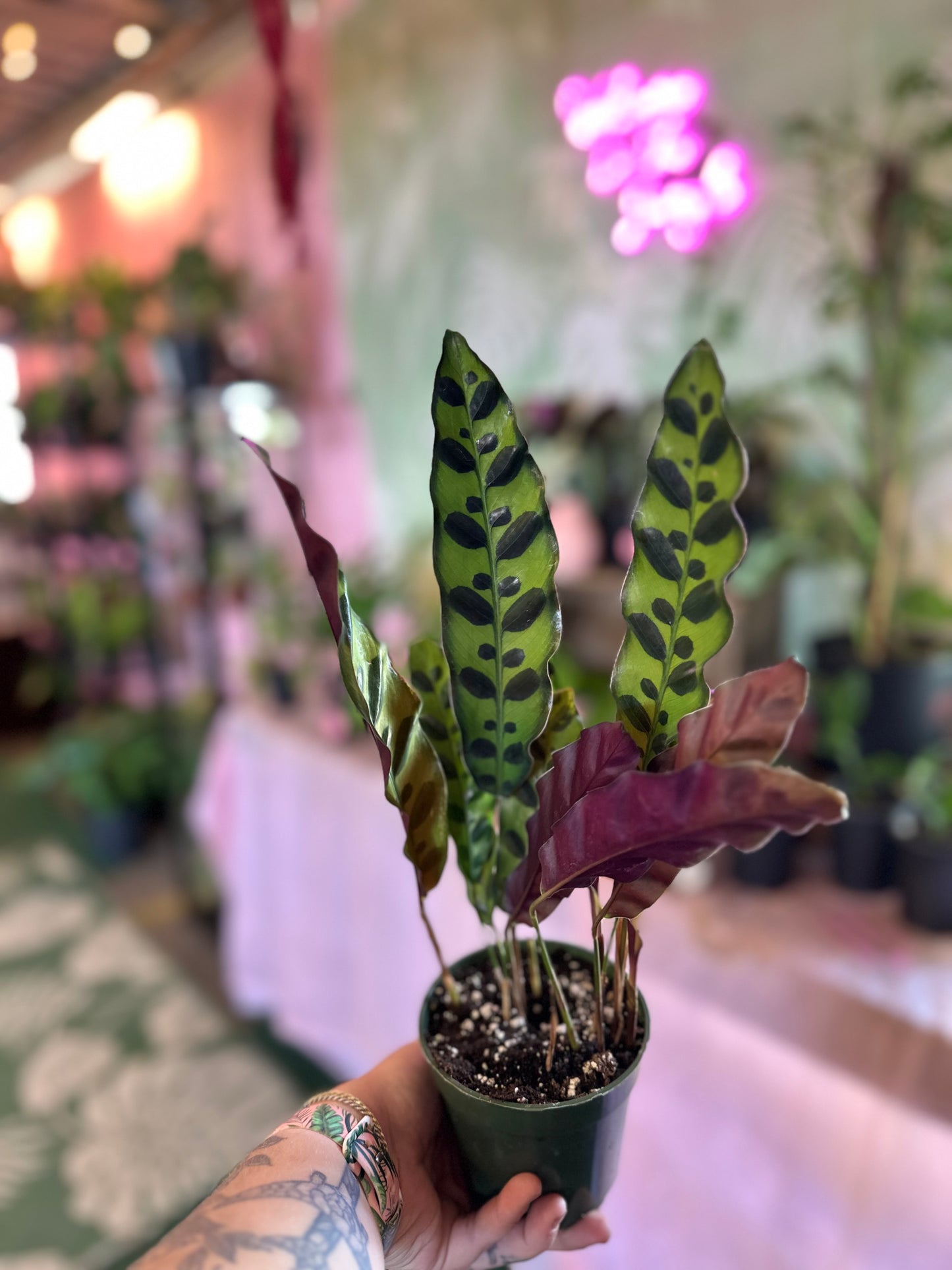 Calathea 'Rattlesnake'