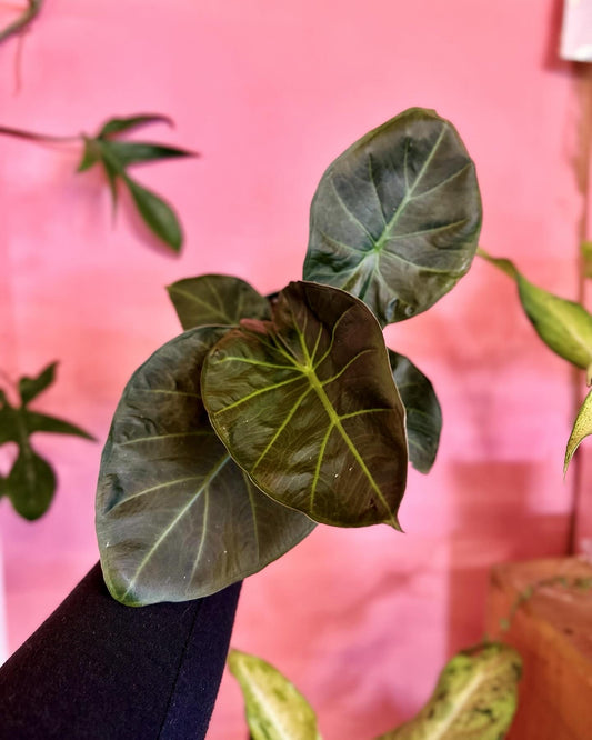 Alocasia 'Regal Shield'