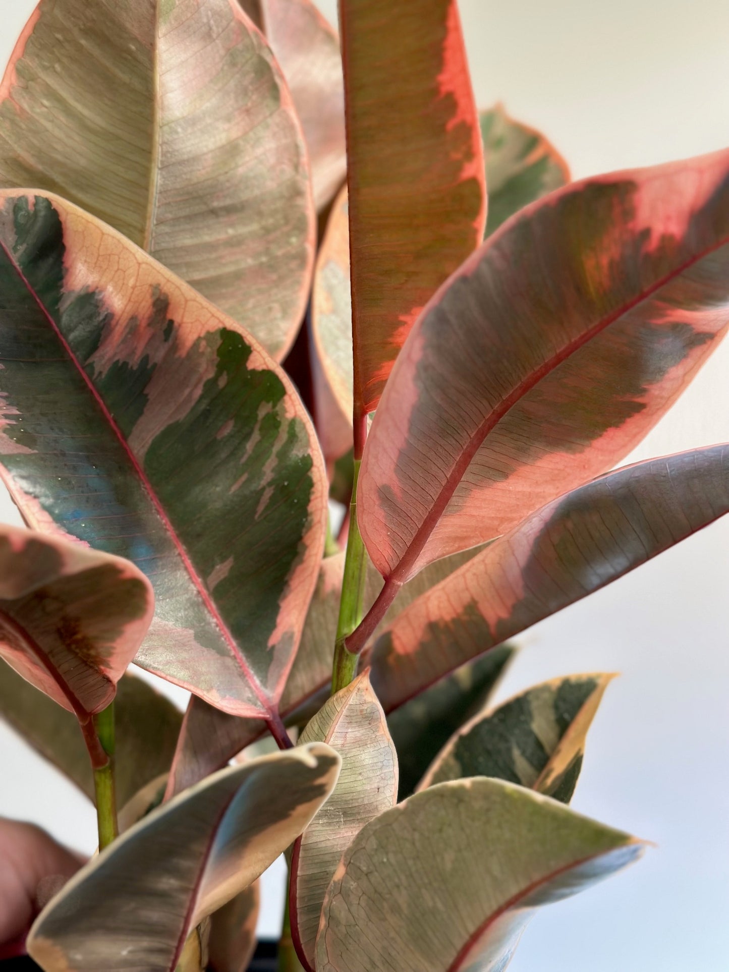 Ficus 'Ruby' Pink Rubber Tree