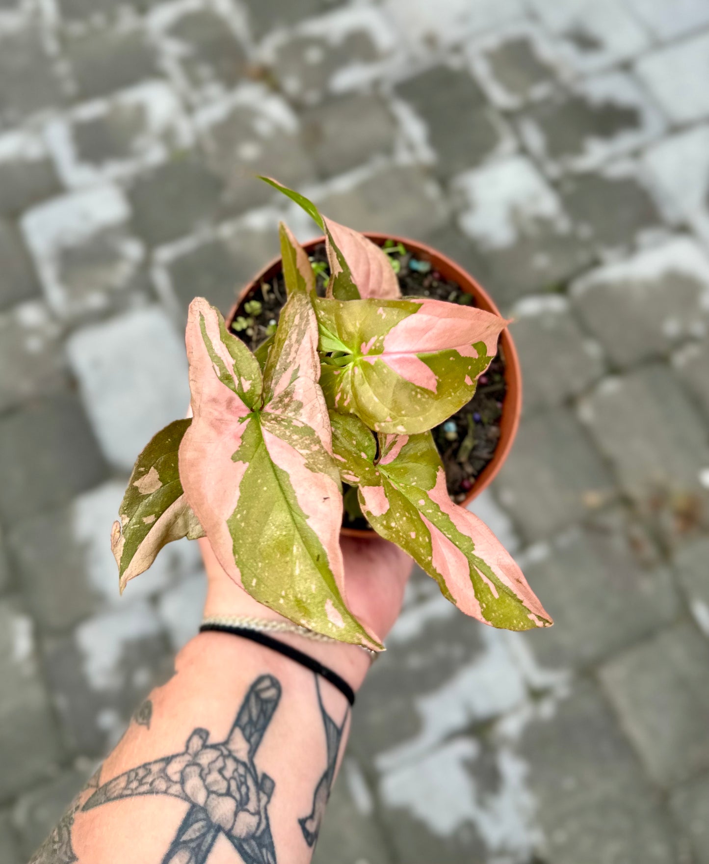 Syngonium 'Pink Splash'