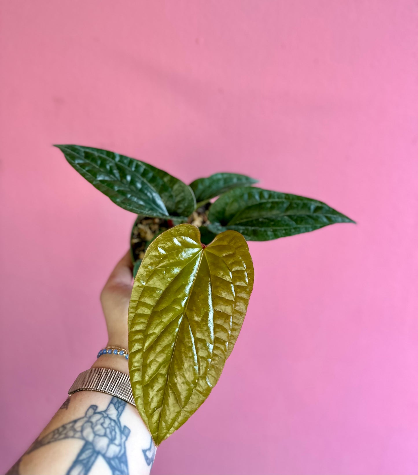 Anthurium 'Radicans x Luxurians'