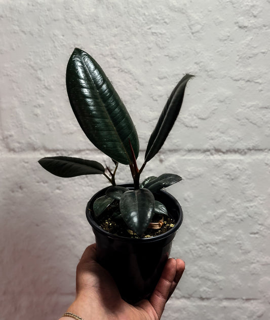 Ficus 'Burgundy'